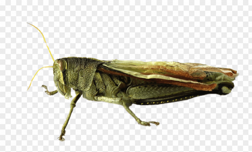 Grasshopper Locust PNG