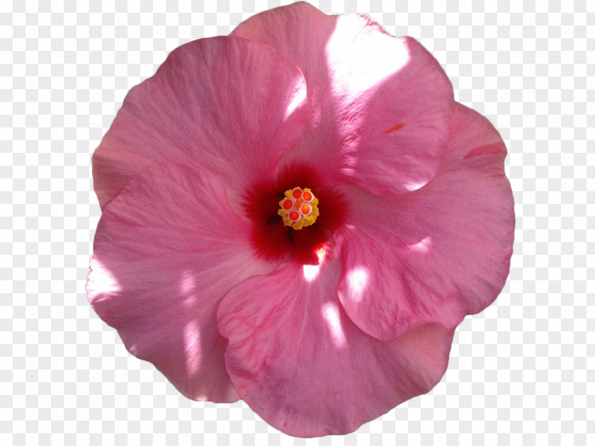 Pink Flowers Common Hibiscus Petal PNG