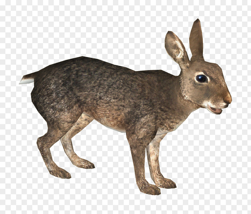 Rabbit Domestic European Hare Zoo Tycoon 2 PNG