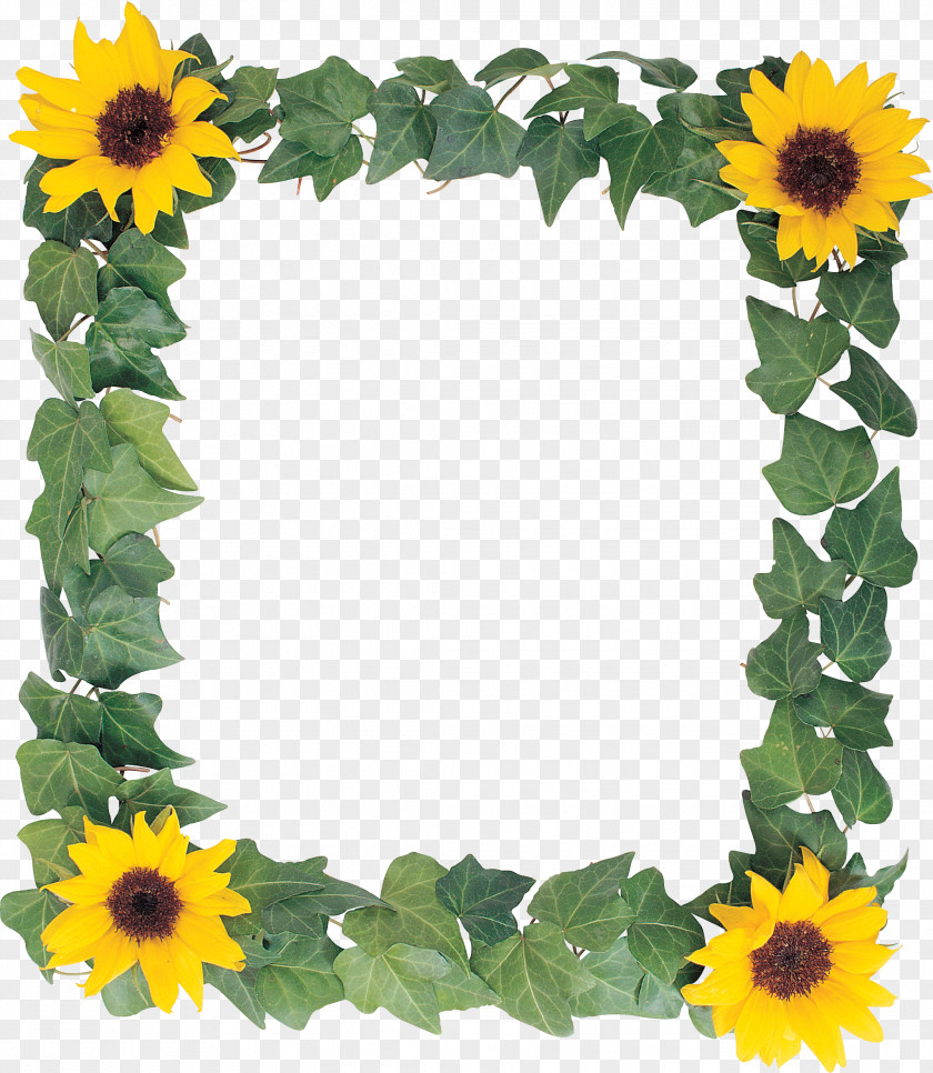 Sunflower Leaf Common Picture Frames PNG
