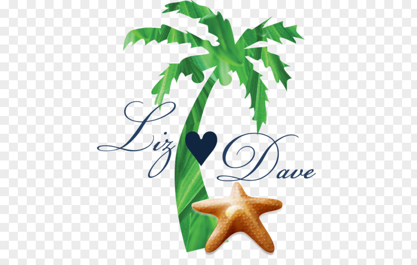 Tree Palm Trees Clip Art Vector Graphics Plants PNG