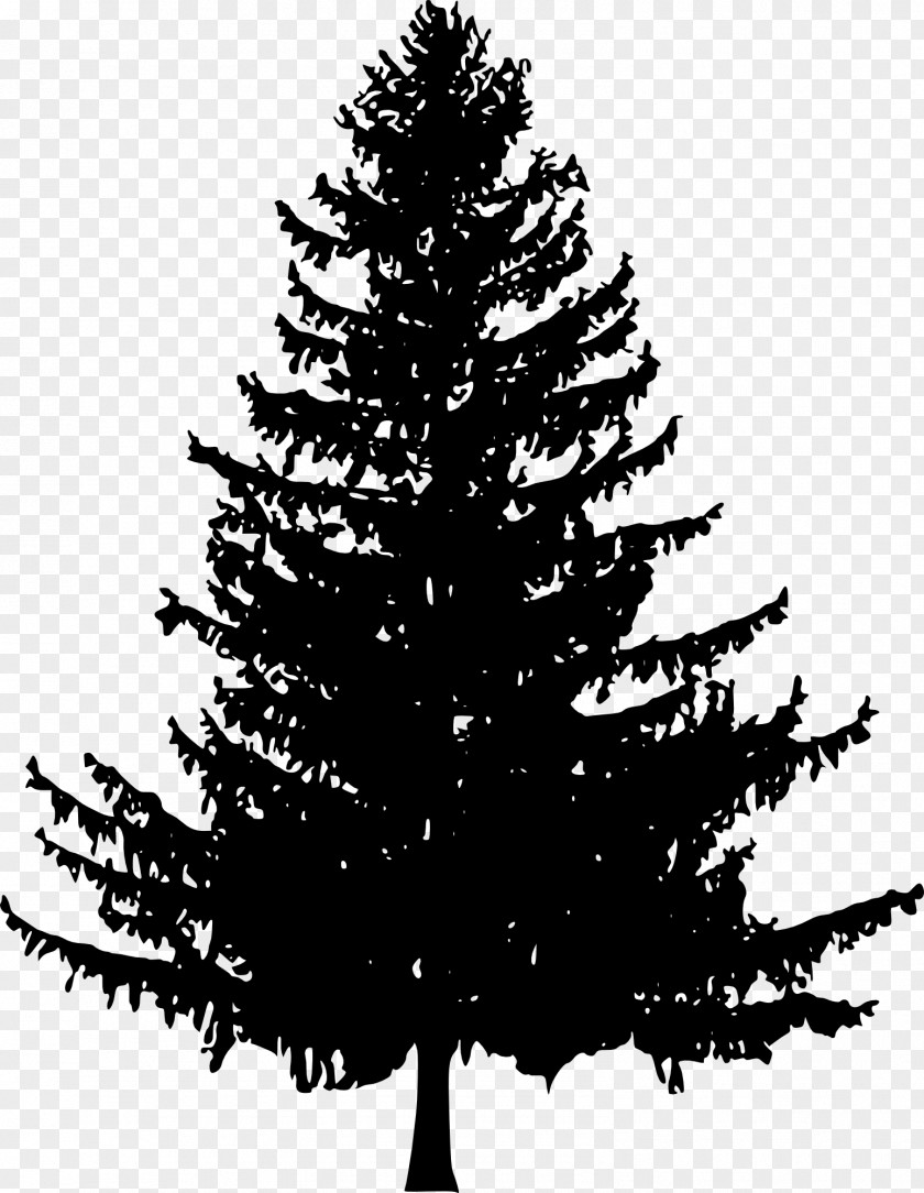 Tree Pine Fir Drawing PNG