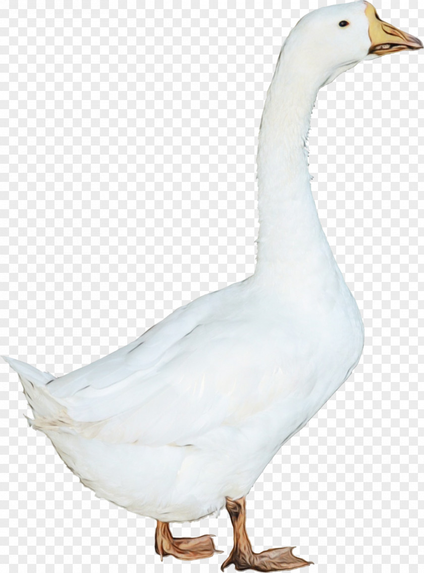 Tundra Swan Snow Goose Bird Water Duck Beak PNG
