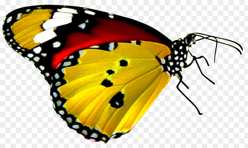Yellow Background Butterfly Desktop Wallpaper B. Butterflies Display Resolution PNG