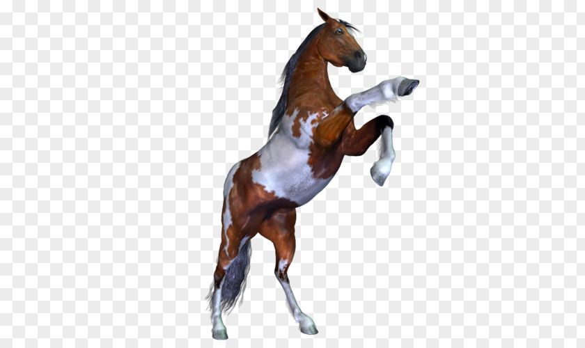 3d Dog Horses Three-dimensional Space Clip Art PNG