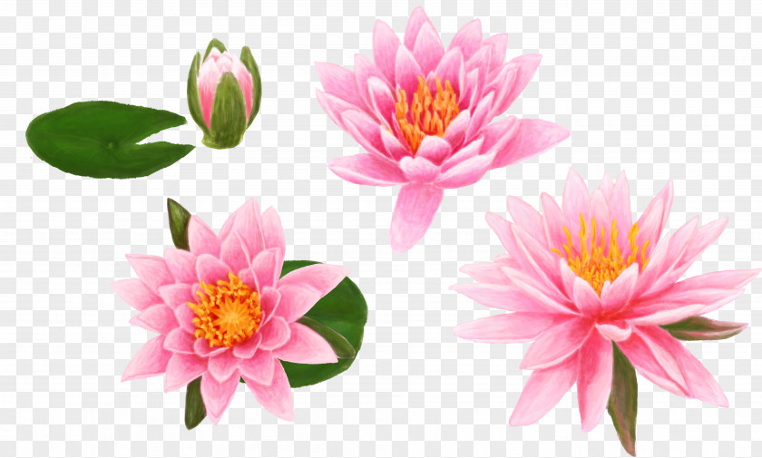 Color Hand-painted Lotus Egyptian High-definition Television Desktop Wallpaper Lilium Video PNG