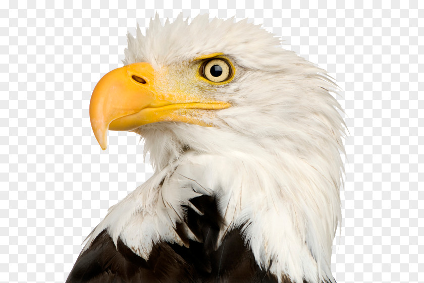 Eagle Head File Bald PNG