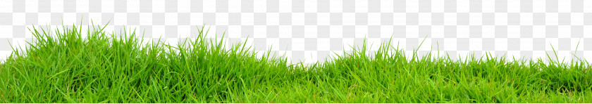 Grass FlowVella Computer Software Clip Art PNG