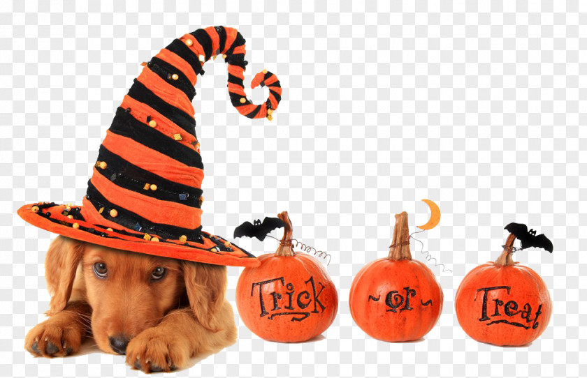 Halloween Dog Trick-or-treating Pet Cat PNG