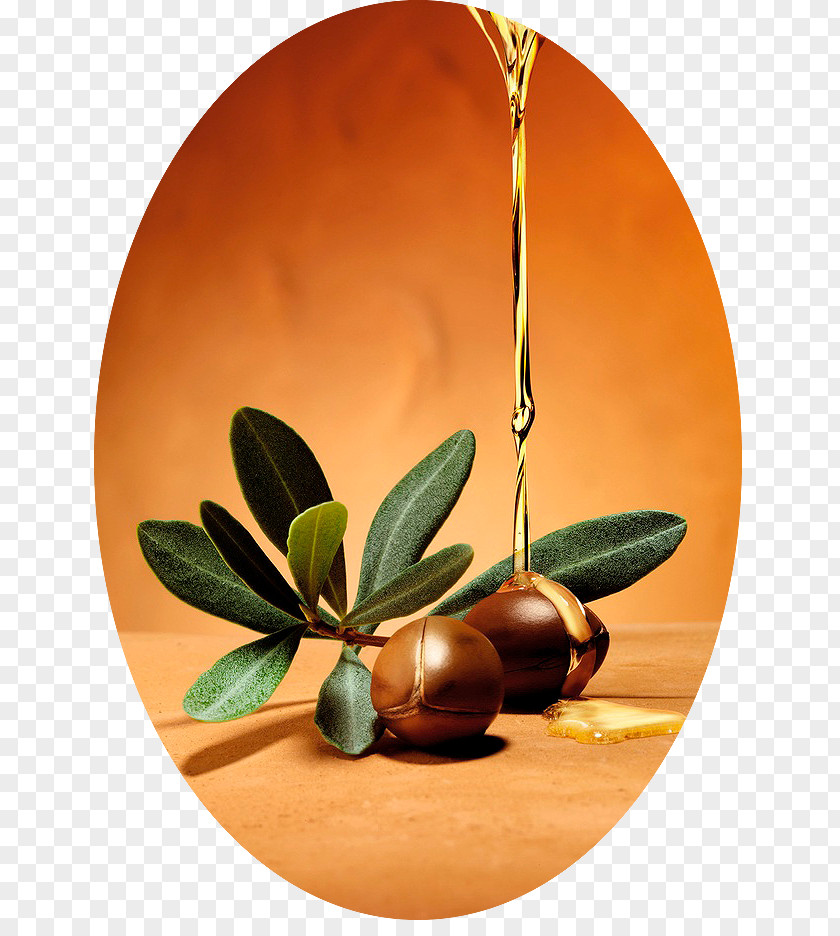 Oil Argan Cosmetics Hair Care PNG