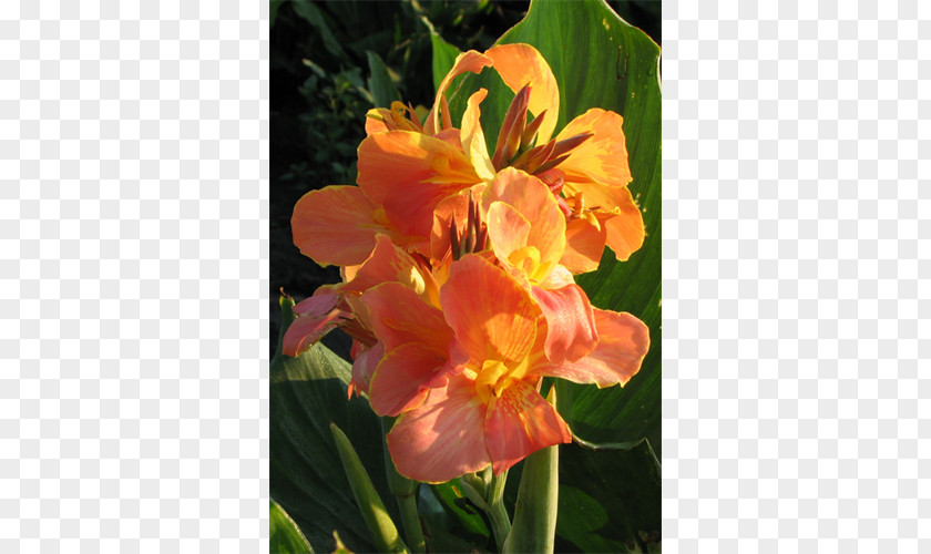 Canna Indian Shot Lily Of The Incas Daylily Herbaceous Plant PNG