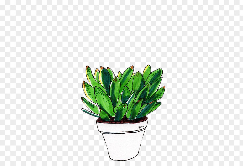 Plant Drawing Cactaceae Succulent PNG