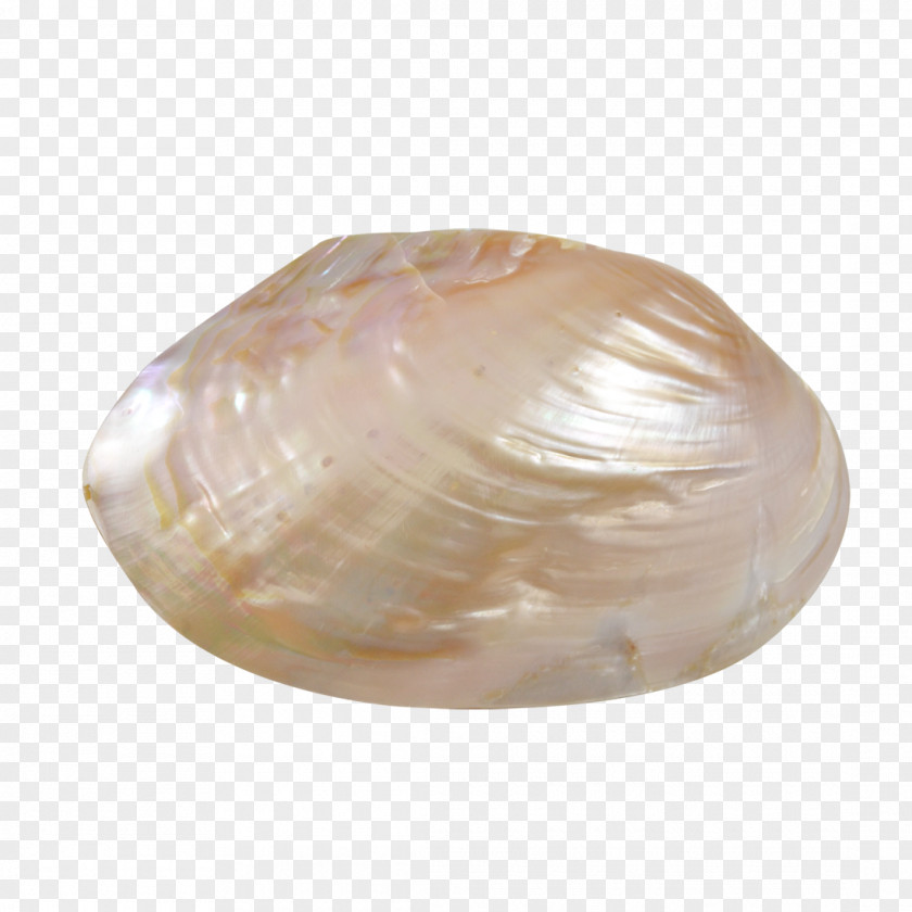 Seashell Clam Cockle Oyster Macoma PNG