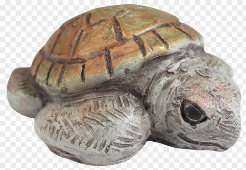 Turtle Terrapene Tortoise Isabel Bloom Animal PNG