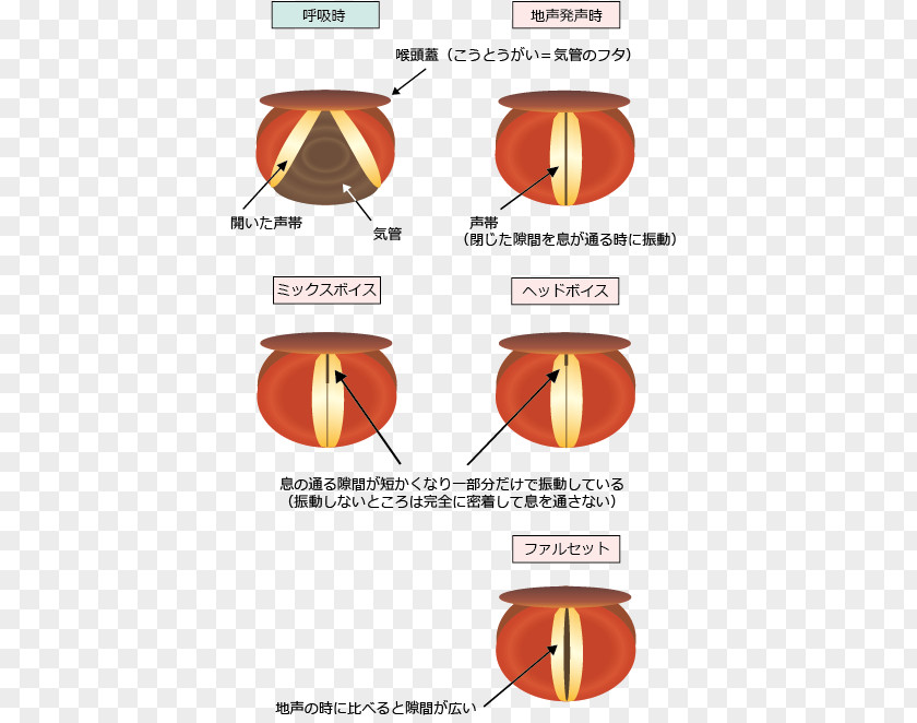 Vocal Cords Human Voice Folds ミックスボイス Pedagogy 裏声 PNG