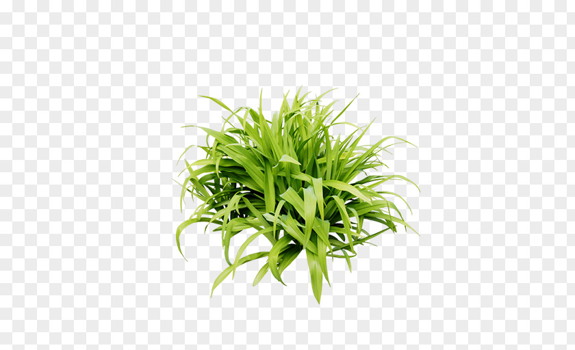 A Bunch Of Green Grass Lawn PNG