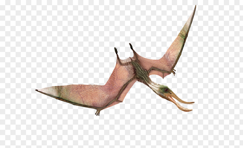 Dinosaur Pterodaustro Quetzalcoatlus Rhamphorhynchus Ornithocheirus PNG