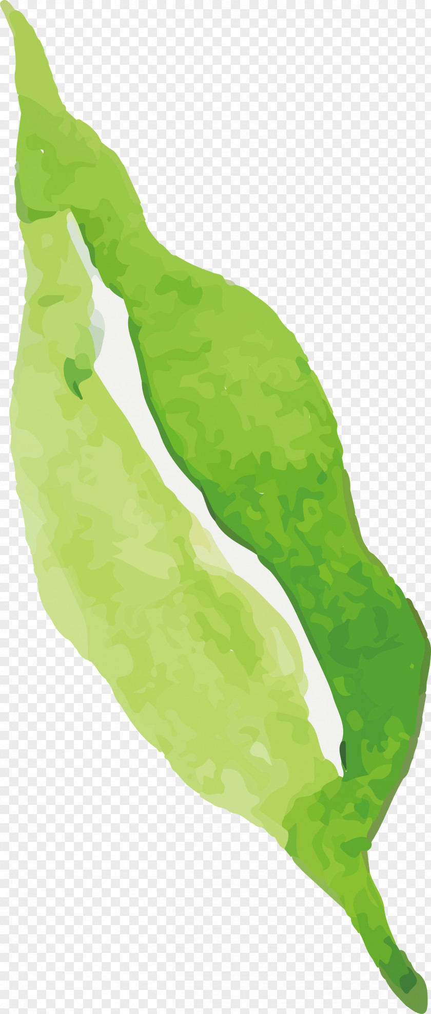 Leaf Vegetable Green M-tree Tree PNG