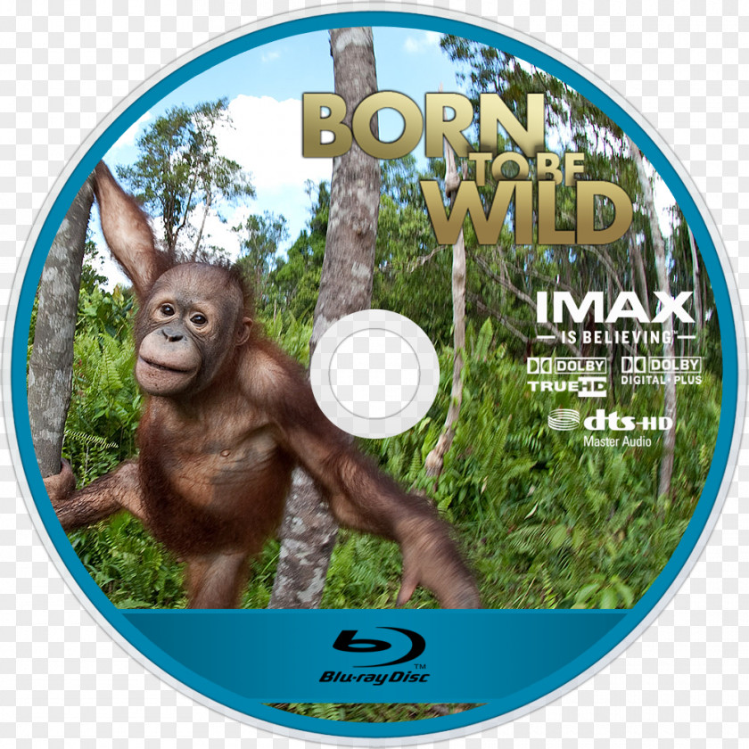 Orangutan Gorilla Omniversum IMAX Jungle M PNG