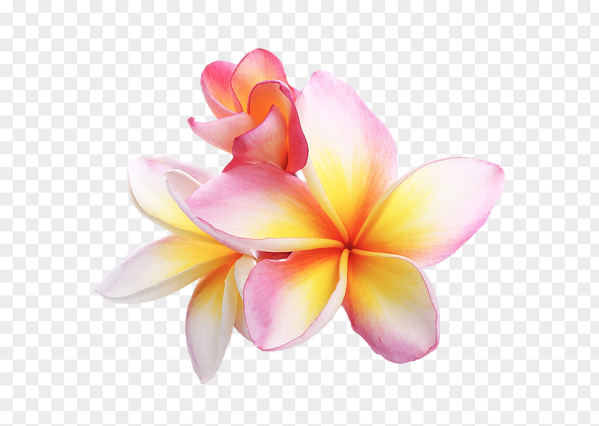 Frangipani Petal Flower Stock Photography Image PNG