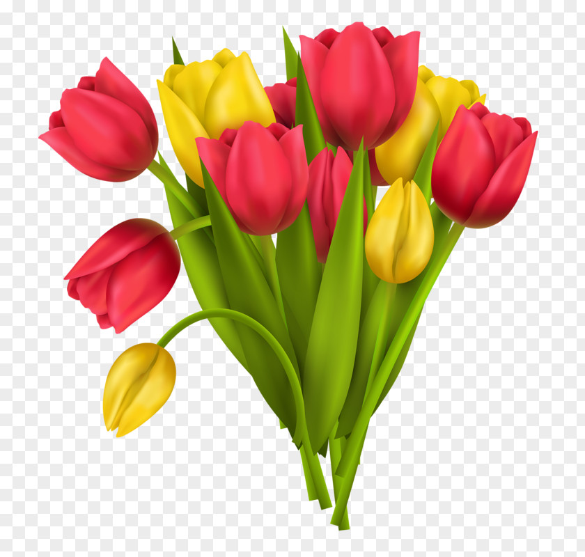 Hand-painted Tulip Vase Flower Stock Photography PNG