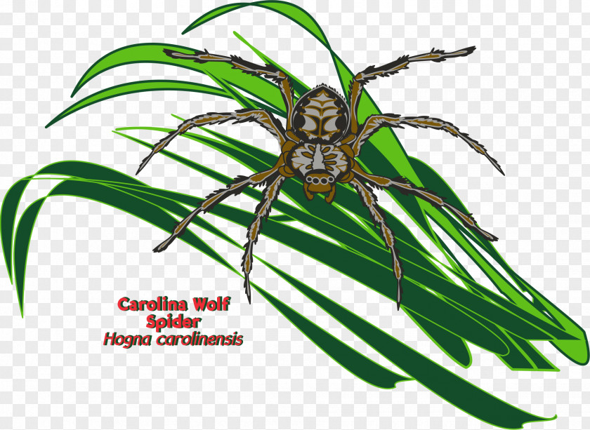 Spider Cobweb Silk Ballooning Hogna Carolinensis PNG