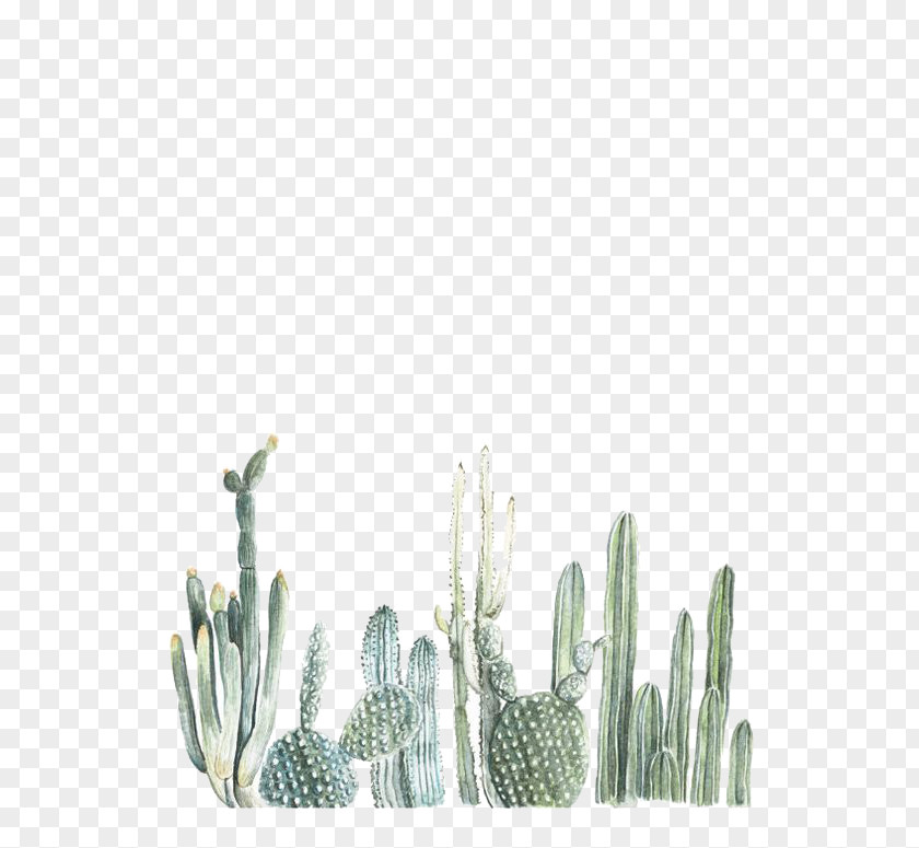 Cactus Cactaceae Watercolor Painting Printmaking Illustration PNG