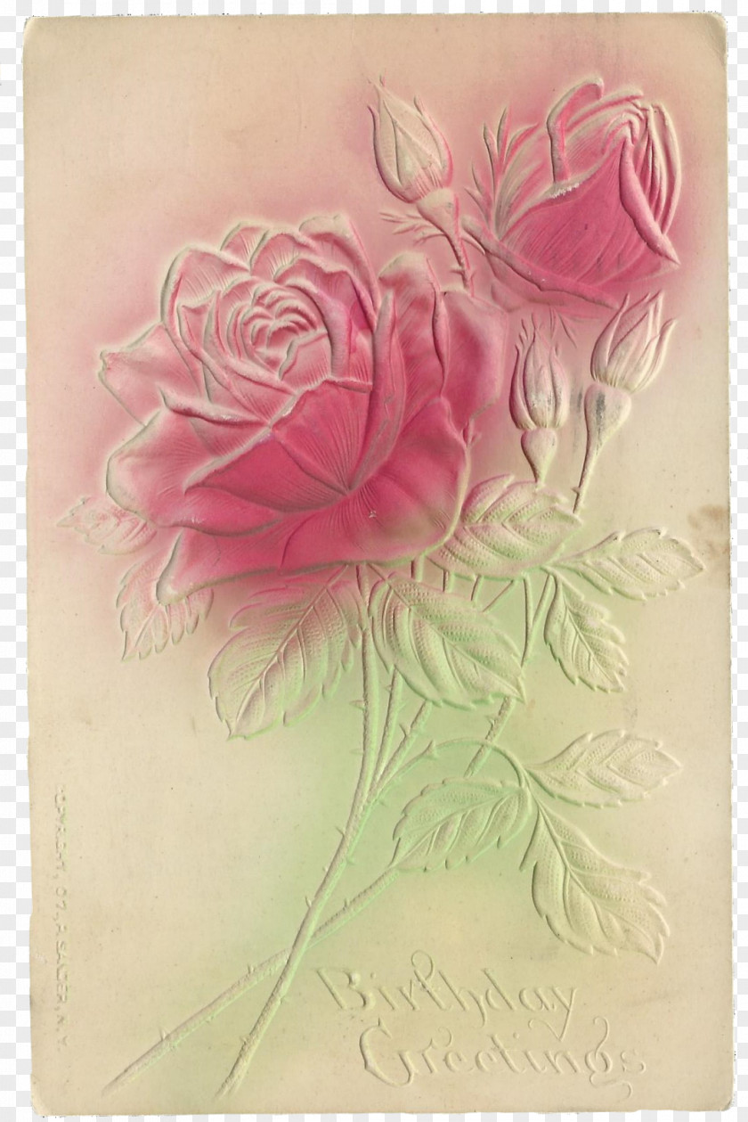 Design Garden Roses Cabbage Rose Paper Drawing Floral PNG