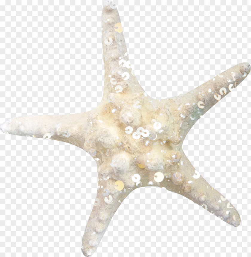 Ocean Star Starfish Lossless Compression Clip Art PNG