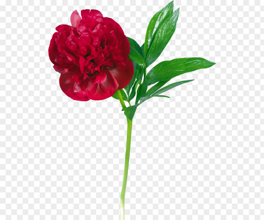 Peony Flower Clip Art PNG