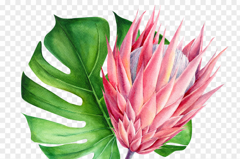 Protea Family Cut Flowers Red Watercolor PNG