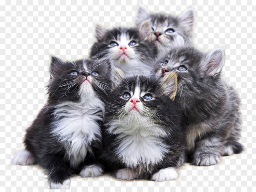Cat Small To Medium-sized Cats Kitten Norwegian Forest Whiskers PNG