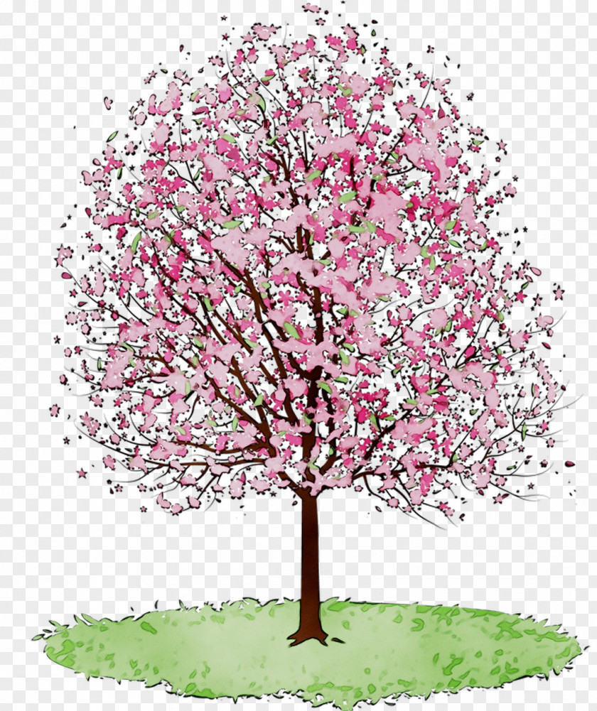 Cherry Blossom Clip Art Tree Cherries PNG