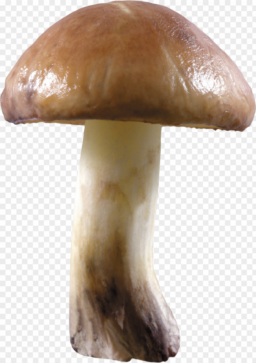 Mushroom Image Pleurotus Eryngii PNG