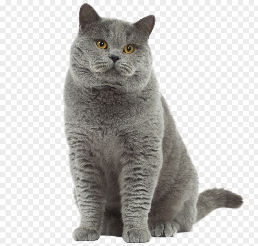 Royal Palace British Shorthair American Exotic Siamese Cat Siberian PNG