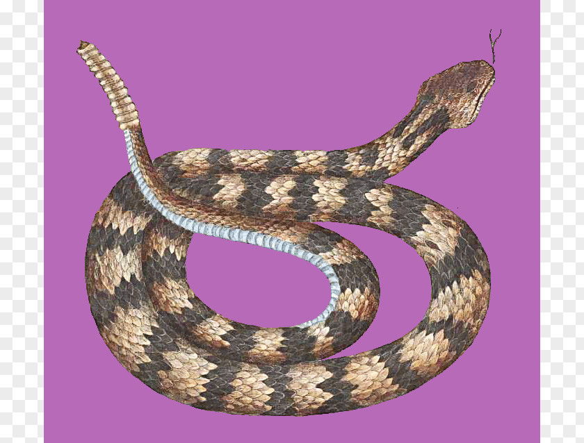 Snakes Rattlesnake Vipers Reptile Animal PNG