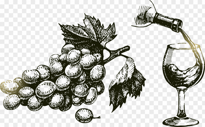 Vector Line Drawing Painted Grapes And Wine Common Grape Vine PNG
