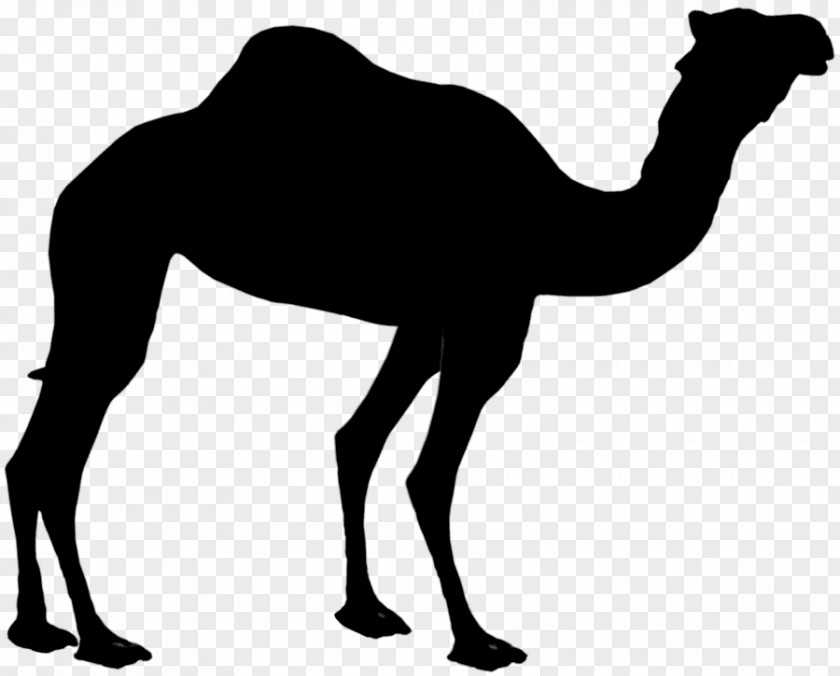 Dromedary Silhouette Clip Art Bactrian Camel Image PNG