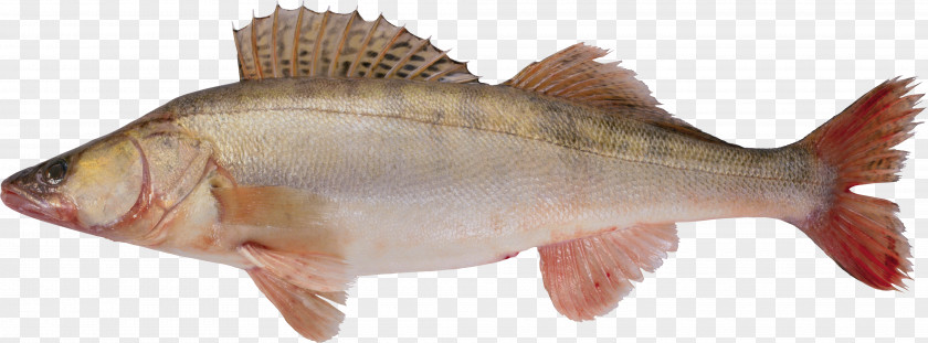 Fish PNG