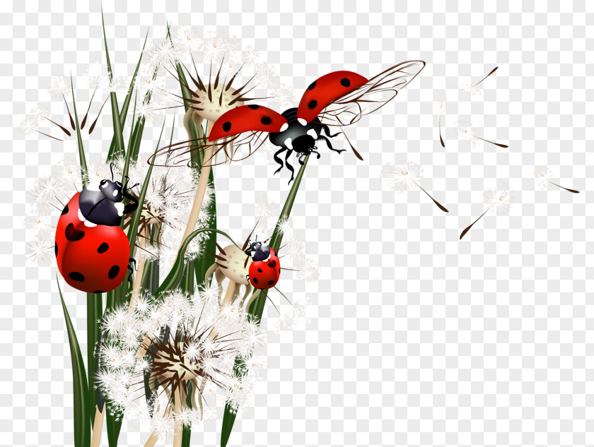Ladybird And Dandelions Common Dandelion Insect Euclidean Vector PNG