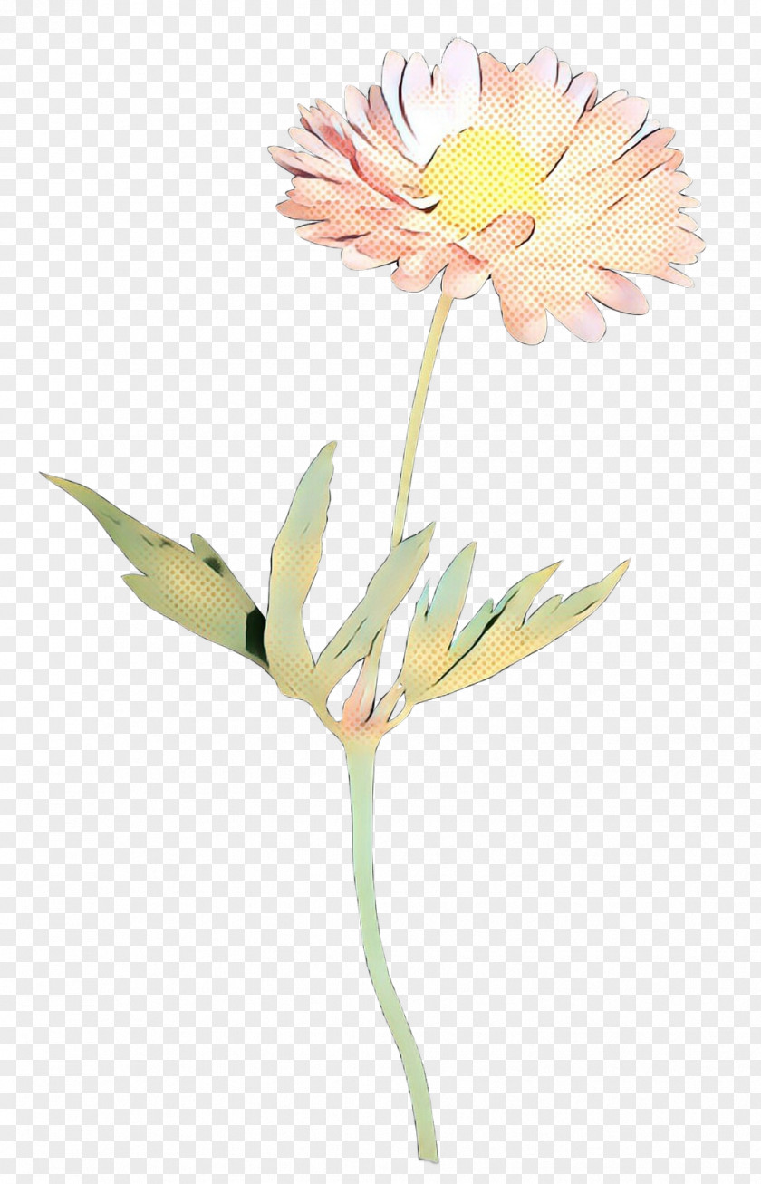 Oxeye Daisy Transvaal Floristry Cut Flowers Petal PNG