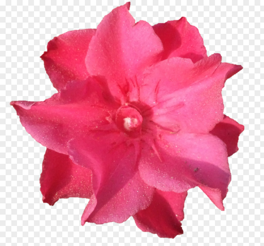 Rose Azalea Family Cut Flowers Petal PNG