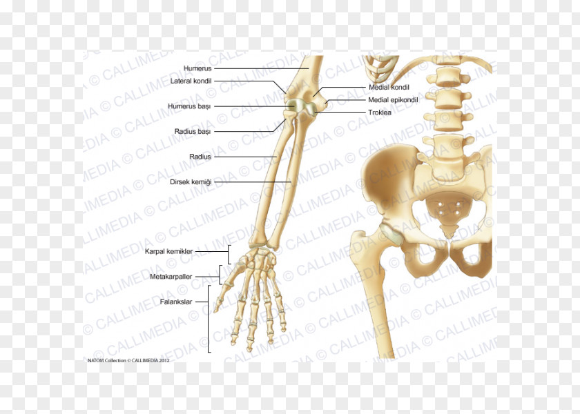 Blitum Capitatum Finger Bone Pelvis Human Anatomy PNG
