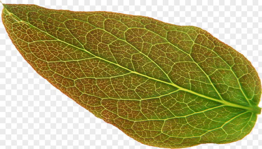 Leaf Malus Spectabilis Art PNG