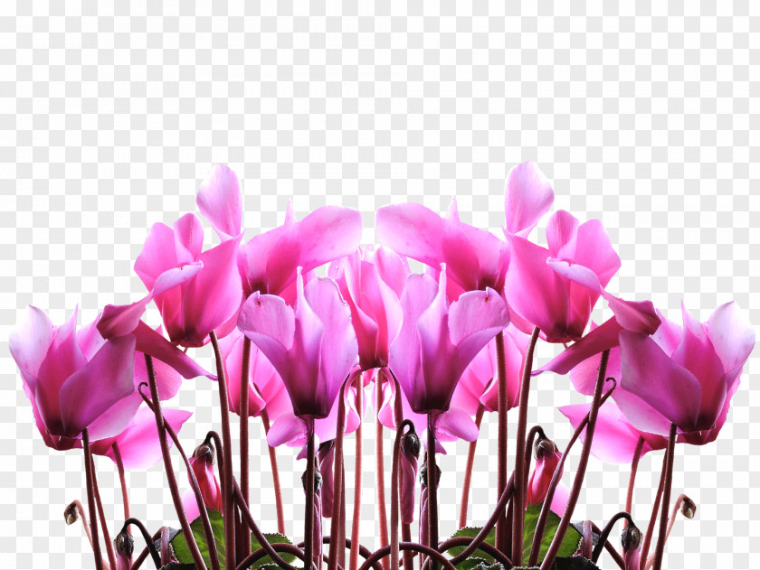 Mother's Day Gift Child Flower PNG