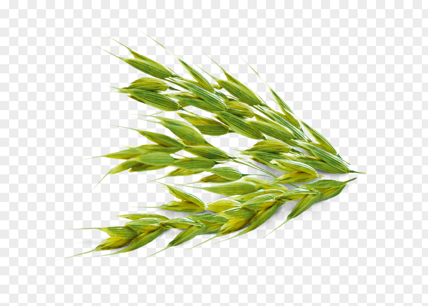 Oat Commodity Sweet Grass Horse Idiom PNG