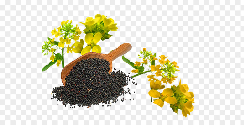 Oil Canola Rapeseed Cooking Oils PNG