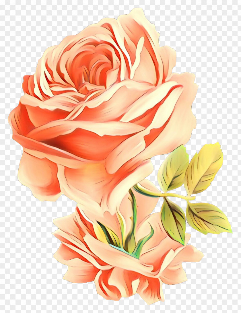 Plant Rose Family Garden Roses PNG