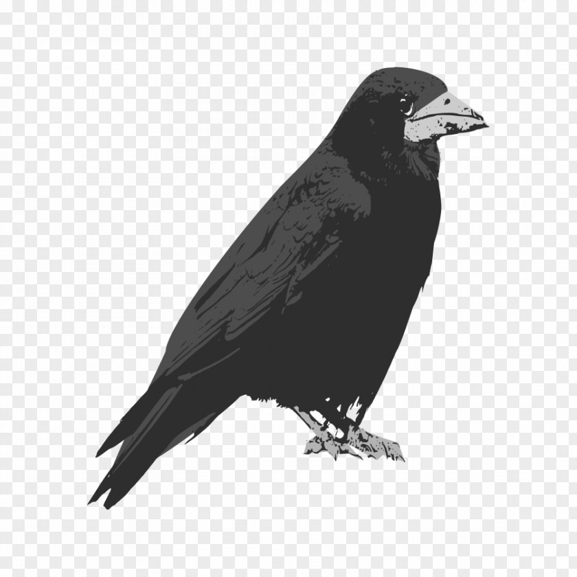 Raven Rook Bird Common Clip Art PNG