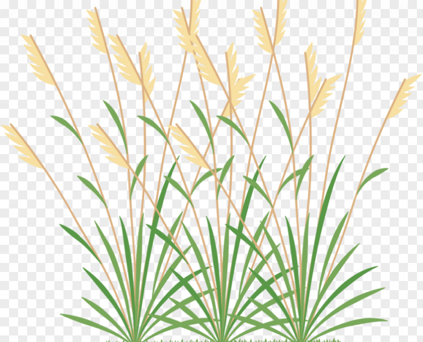 Seaweed Clipart Grass Weed Clip Art Image PNG